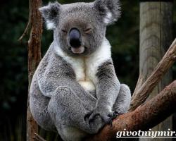 Koaladjuret Koala bor i Australien