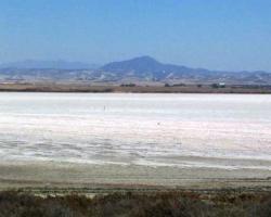 Cyprus salt lake flamingo